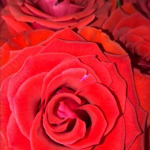 Meet your Posher, Katelyn